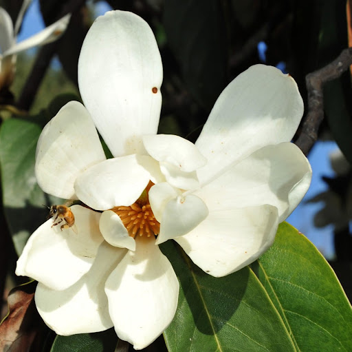 Robin Meadows Photo 15