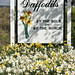 Daffodil Weston Photo 5