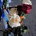 Mary Kirchner Photo 31