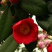 Rose West Photo 40