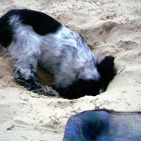 Steven Sibley Photo 14