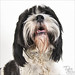 Sherry Watson Photo 26