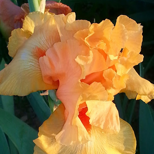 Catherine English Photo 11