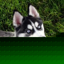 William Vaughn Photo 6 William Vaughn Photo 6