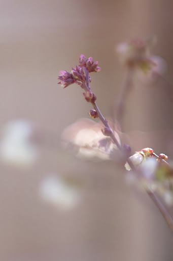 Sally Owens Photo 14