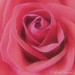 Jennifer Rose Photo 28