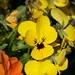 Tanya Flowers Photo 39