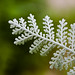 Dusty Miller Photo 10