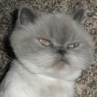 Shirley Reece Photo 10