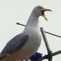 Jacqueline Roth Photo 26