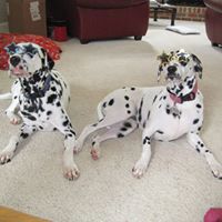 Jan Johnson Photo 35