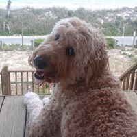 Marlene Gross Photo 11