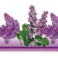 Deborah Mccullough Photo 9