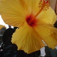 Jill Wickham Photo 5