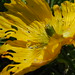 Steve Franz Photo 8