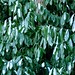 Laurel English Photo 13