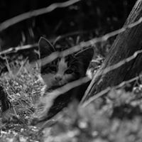 Suzanne Wolff Photo 10