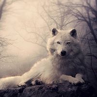 Shirley Dickerson Photo 10