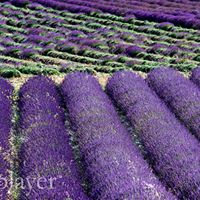 Shelley Elkins Photo 18