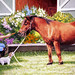 Debi Fitzgerald Photo 11