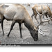 Cynthia Estes Photo 40