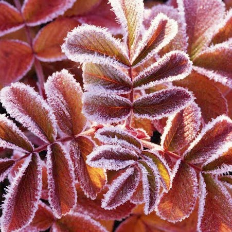 Sherrie Wilson Photo 8