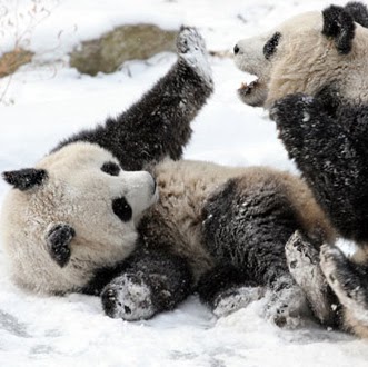 Linh Le Photo 20