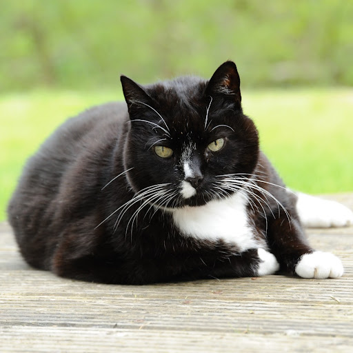 Martin Nicholas Photo 27 Martin Nicholas Photo 27