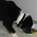 Harold Collie Photo 7