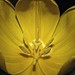 Allan Herman Photo 27