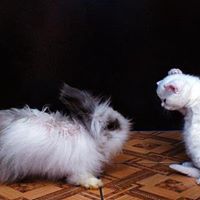 Trisha Keyes Photo 6