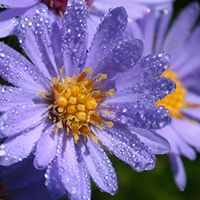 Cathy Wills Photo 33