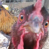 Lawrence Shuler Photo 2