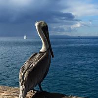 Christine Williamson Photo 18