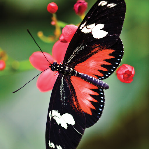 Susan Adamson Photo 16