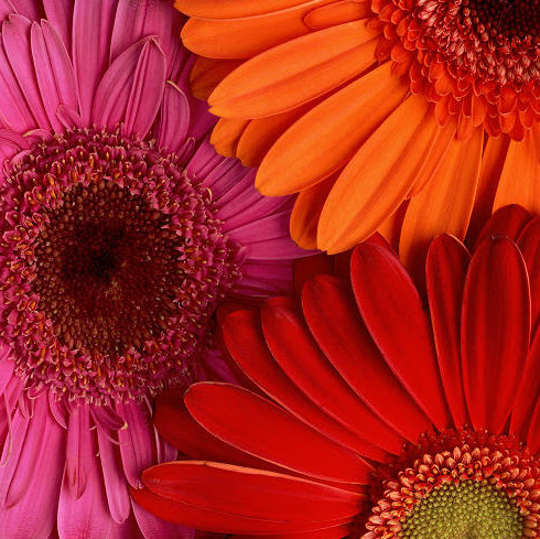 Gina Robertson Photo 10