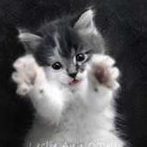 Charles Herrin Photo 13