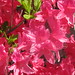 Jane Abbott Photo 12