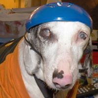 Fran Fitzpatrick Photo 16