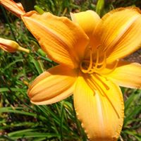 Melissa Lowery Photo 38