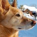 Annie Snow Photo 29