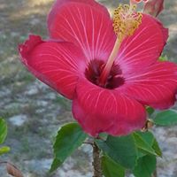 Debra Hopkins Photo 29