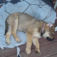 Jean Shannon Photo 17