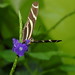 Karen Cook Photo 51