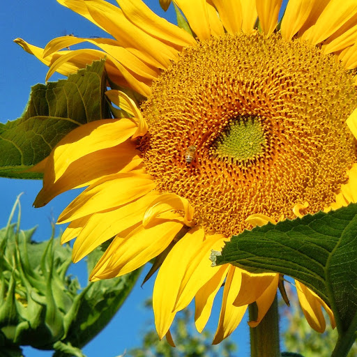 Cynthia Cobb Photo 20