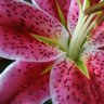 Diane Yoder Photo 7