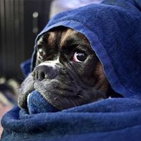 Ronald Davenport Photo 23