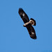 Michael Eagle Photo 18