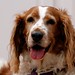 Sandy Springer Photo 30