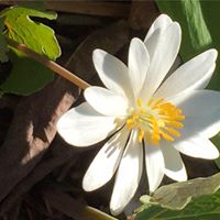 Timothy Abbott Photo 25